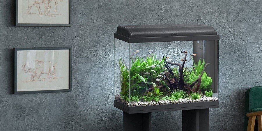 When To Put Fish Into a New Freshwater Aquarium