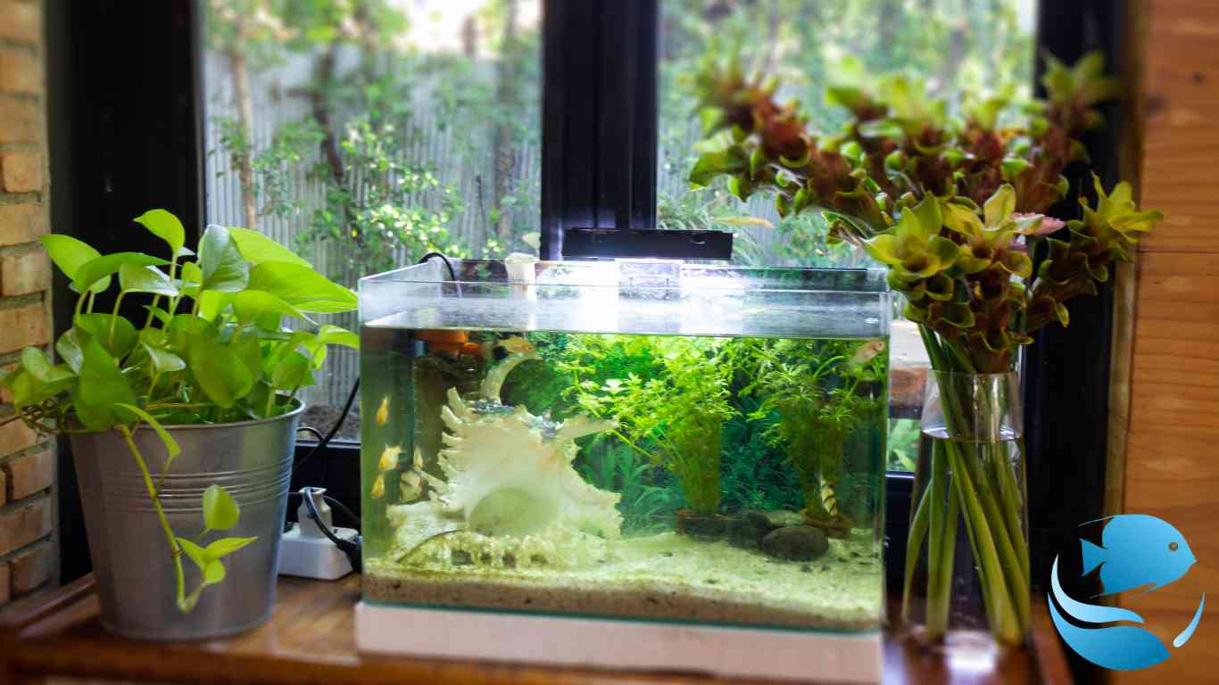 Best-fish-tanks-for-beginners