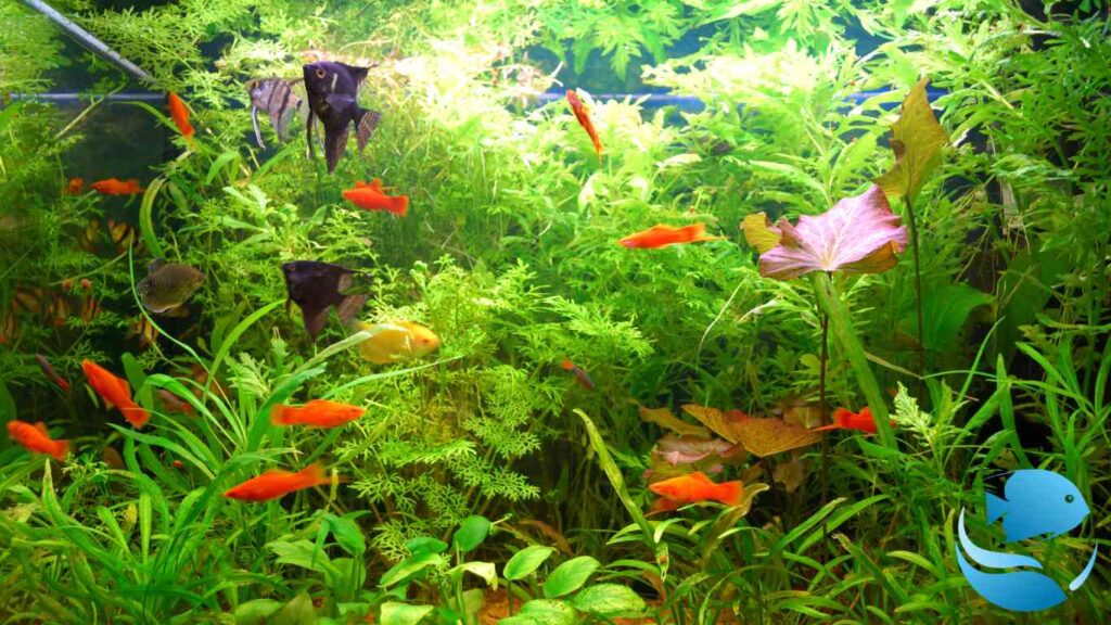 How-do-you-make-a-fish-tank-sustainable