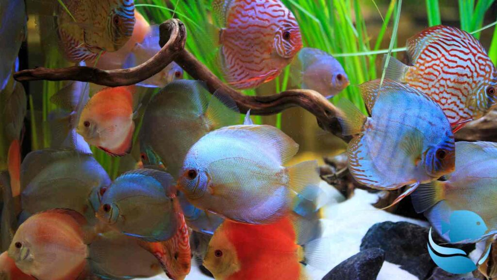 How-many-fish-can-you-keep-in-an-aquarium-fish-tank