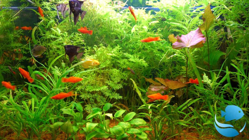 How-to-grow-healthy-aquarium-plants