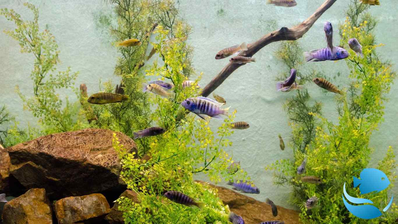 best-aquarium-filters