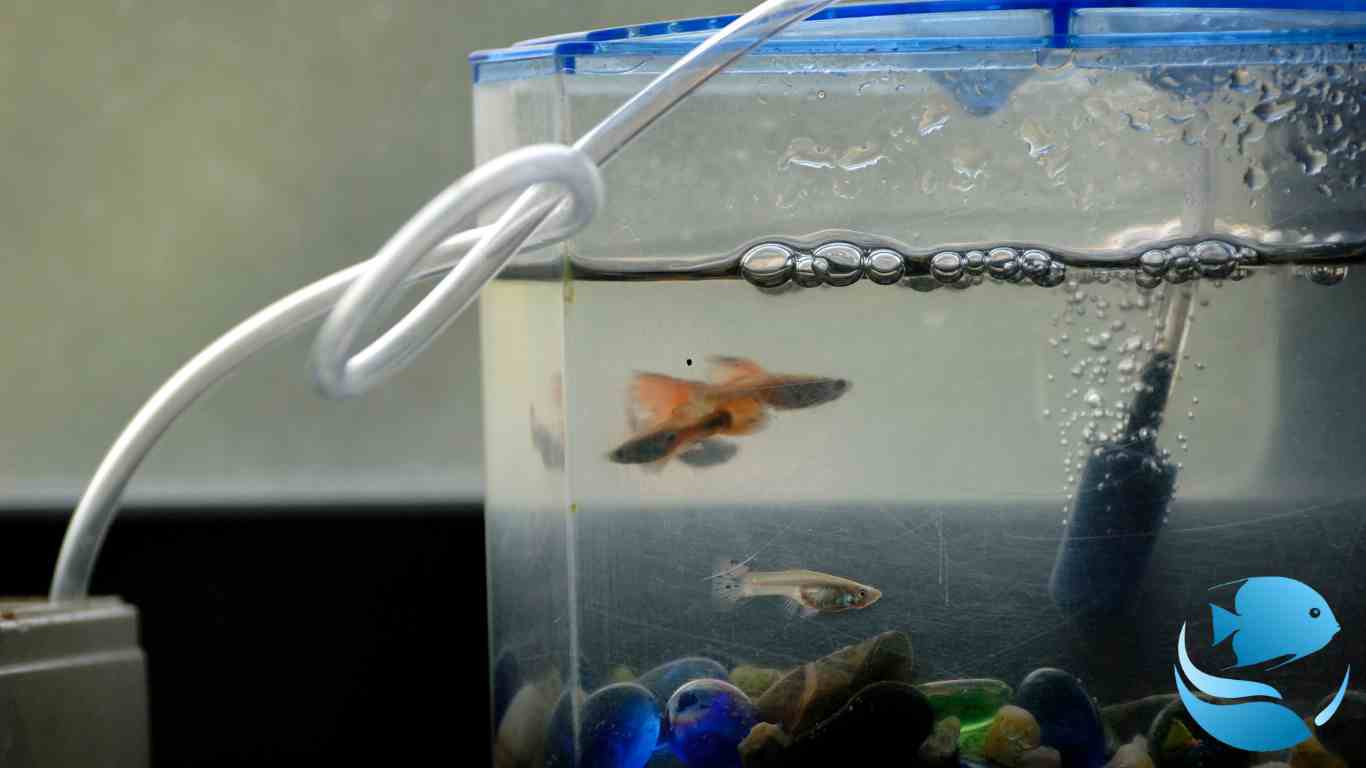 best-aquarium-heaters-for-beginners