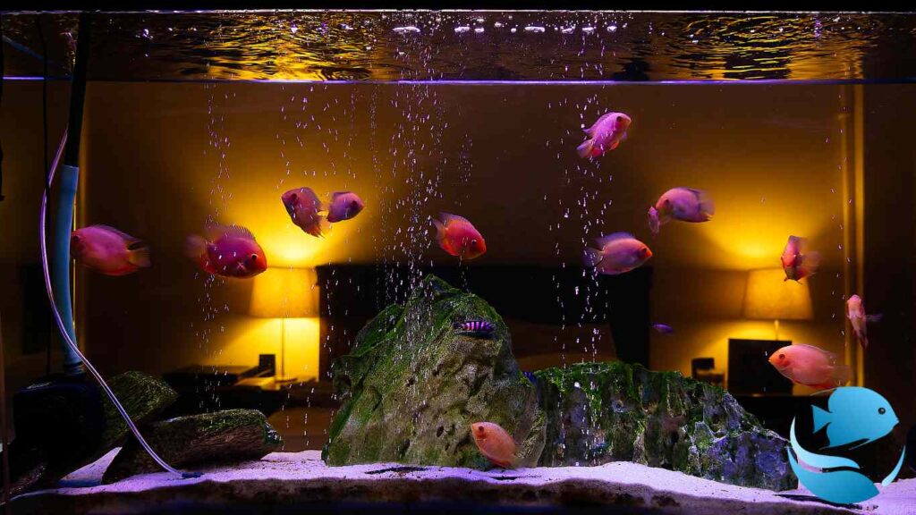 best-aquarium-pumps-for-beginners