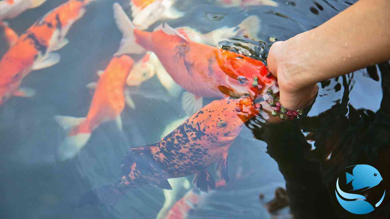 feeding-eggs-to-fish