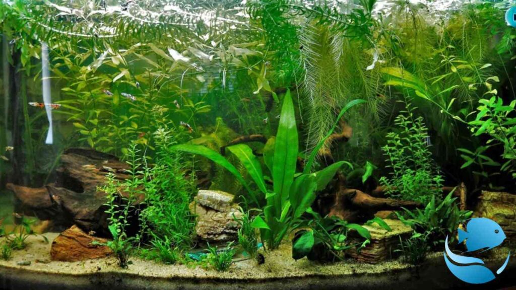 how-to-get-rid-of-duckweed-in-aquarium