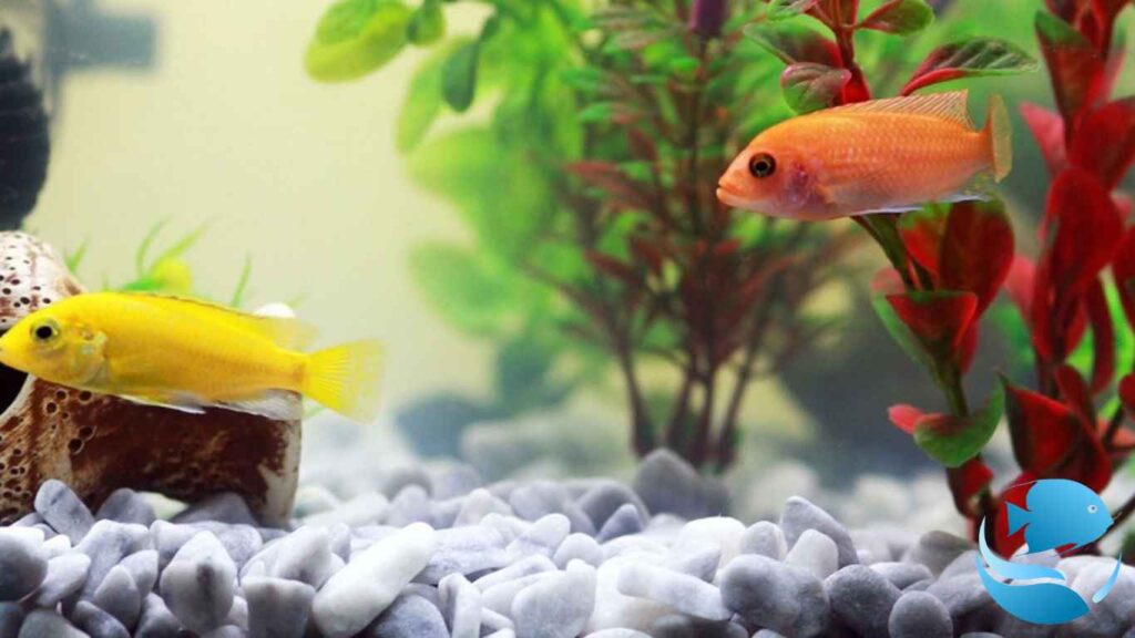 how-to-increase-ph-in-aquarium