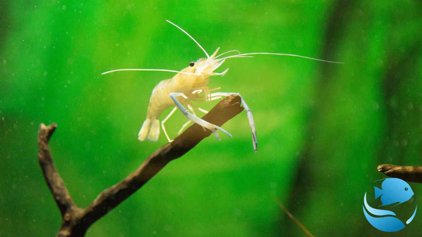 starting-a-shrimp-aquarium-ultimate-guide-part-2