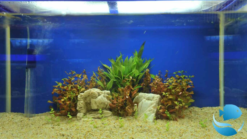 what-sand-to-put-in-an-aquarium